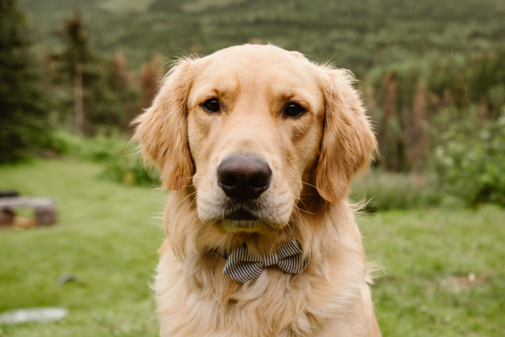 Dog with bow tie at an elopement celebration.