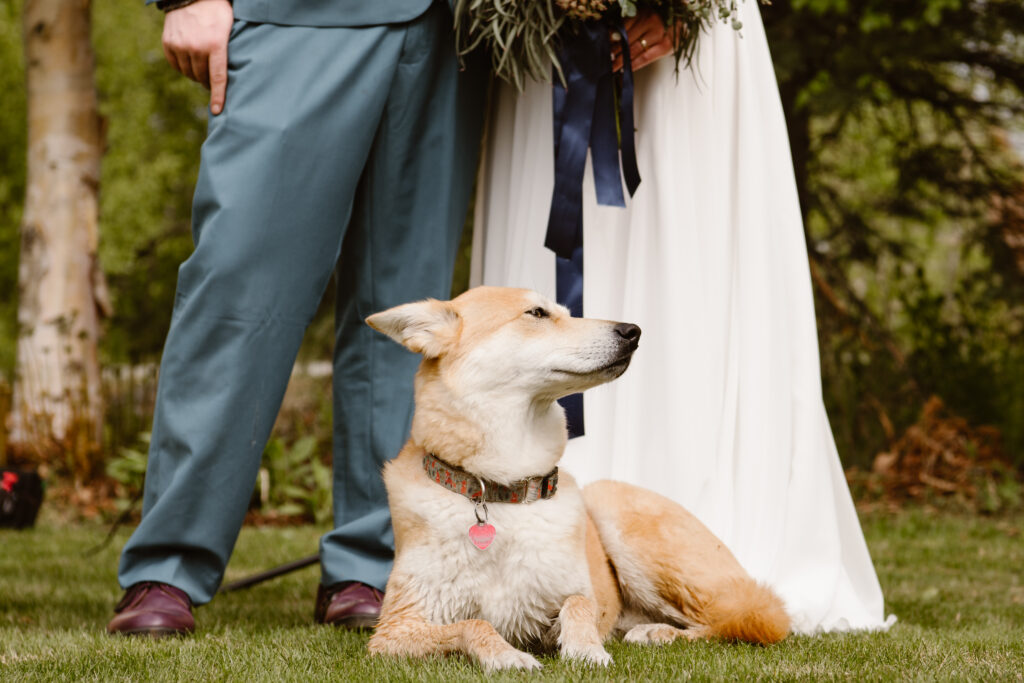 Dog posing with elopement couple