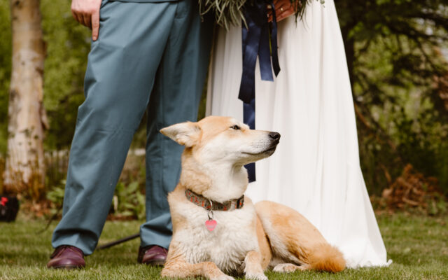 Dog at elopement couple's feet.
